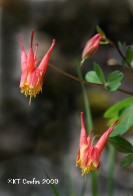 Rocky Mountain Red Columbine