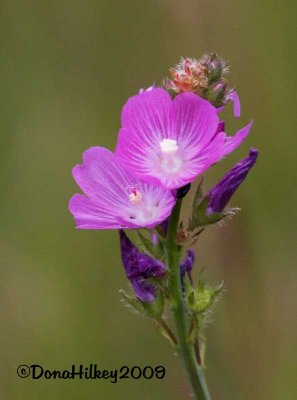 SaltSpringCheckerbloom-19july2009-9milegap.jpg