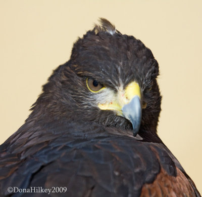 JRxmas2009-4001-HarrisHawk.jpg