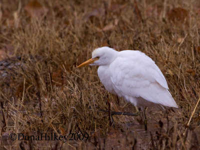 Bosque8586-CAEG-29nov2009.jpg