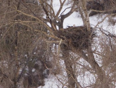 Bald Eagles are on their nests in along the White River east of Meeker.. 