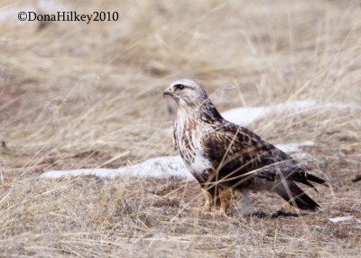 Rough-legged Hawk