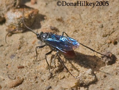 Ichneumon Wasp Female