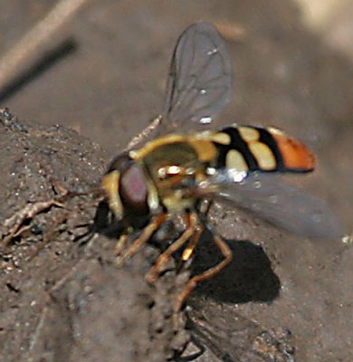 Syrphid Fly, Eupeodes snowi