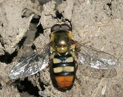 Syrphid Fly, Eupeodes snowi