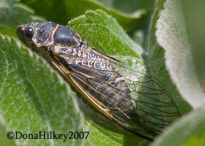 Cicada,   Okanagana utahensis