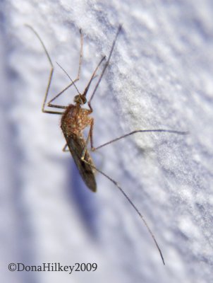 Mosquito ,  Genus Culex