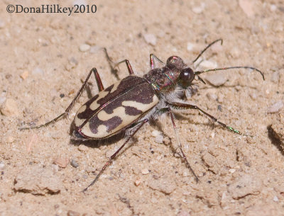 Oblique-lined Tiger Beetle