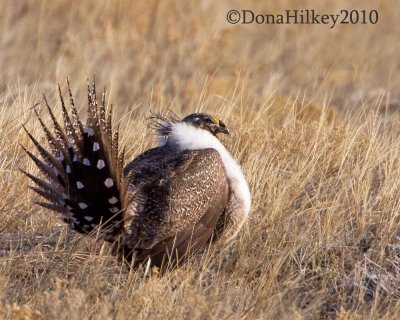 sagegrouse412-15April2010-FG-web.jpg