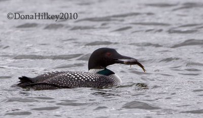 COLO-03May2010-LakeAvery.jpg