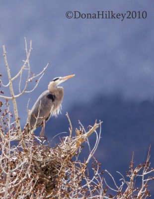 GBHEonNest-03May2010-MilkCreek.jpg