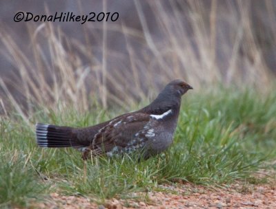 DuskyGrousemale-14May2010-MoraposCreek.jpg