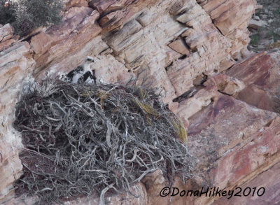 Golden Eagle Chick in nest