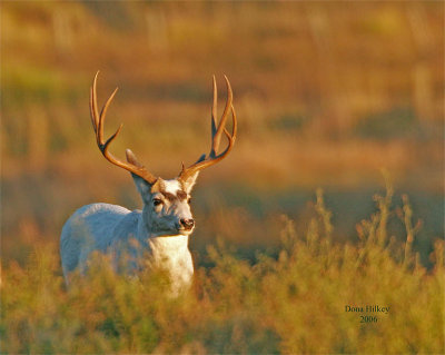 Autumn Majik white mule deer buck