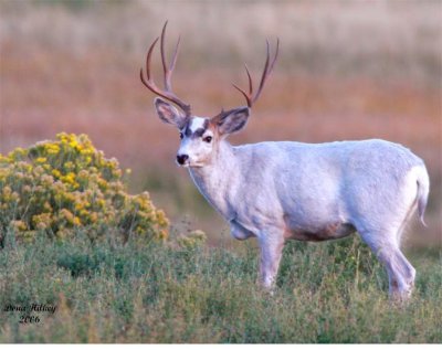 Majik White Mule Deer Buck - rabbit brush
