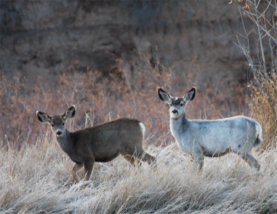white fawn and twin.jpg