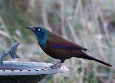 Common Grackle drinking out of bird bath