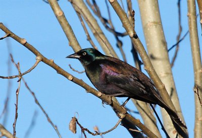 Common Grackle in Aspen Tree