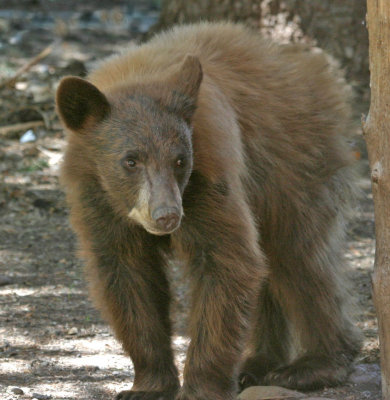 Cinnamon Bear 2.jpg