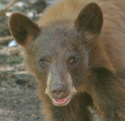 Cinnamon Bear Cub 1.jpg