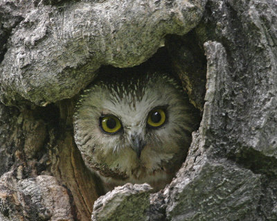 Saw-whet female in nest cavity