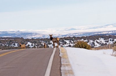 cow-elk-in-the-road.jpg