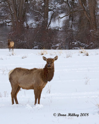 NW Colorado Deer, elk, pronghorns and moose
