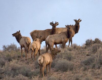 Bull Elk in April