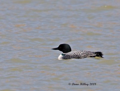 Common Loon