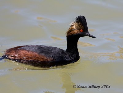 Eared Grebe