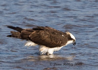 Osprey Drinking From the River