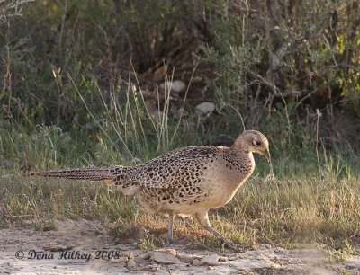 Pheasant