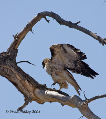 Red-tailed Hawk