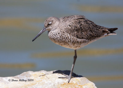 Sleeping Willet