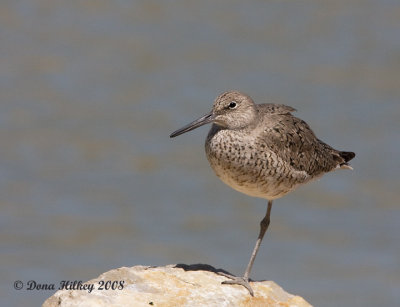 Willet