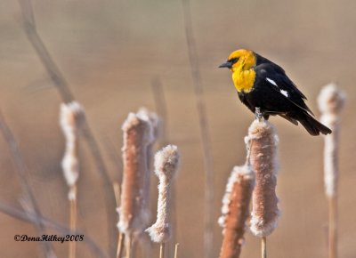 Yellow-headed Blackbird in environment