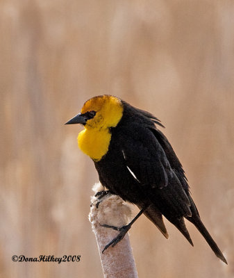 Yellow-headed Blackbird