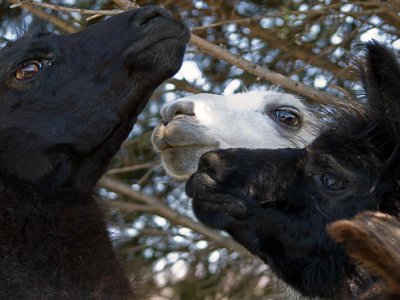 Llama