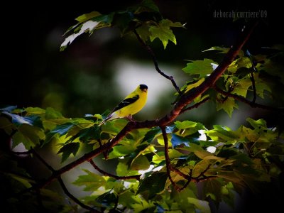 goldfinch tree 1 of 1.jpg