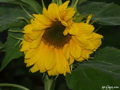 Sunflower 1