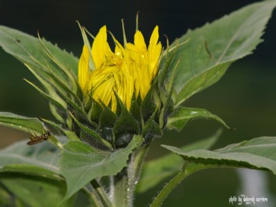 Sunflower 3