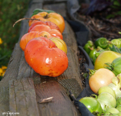 Final Harvest