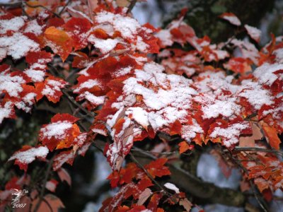 First Snow 2008 (1)