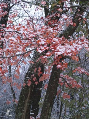 First Snow 2008 (3)