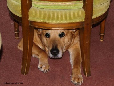 I know no one can see me hiding under this chair...