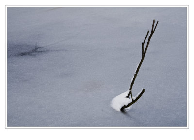 Frozen Twig