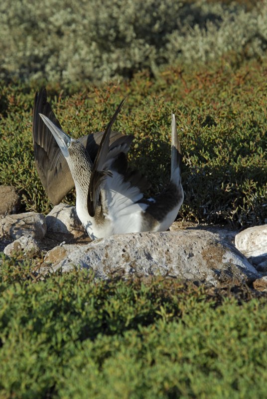 Blue-footed Boobie Courtship Display Seq 5