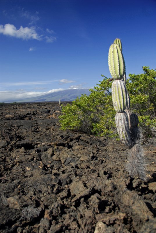 Lava Field to Cerro Azul