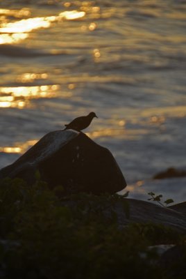 Galapagos Dove Silhouette