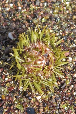 Green Sea Urchin